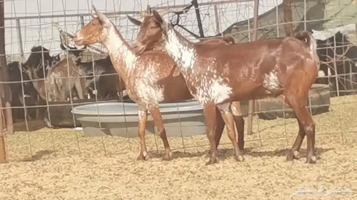 معزه محايليات للبيع العدد 2 3