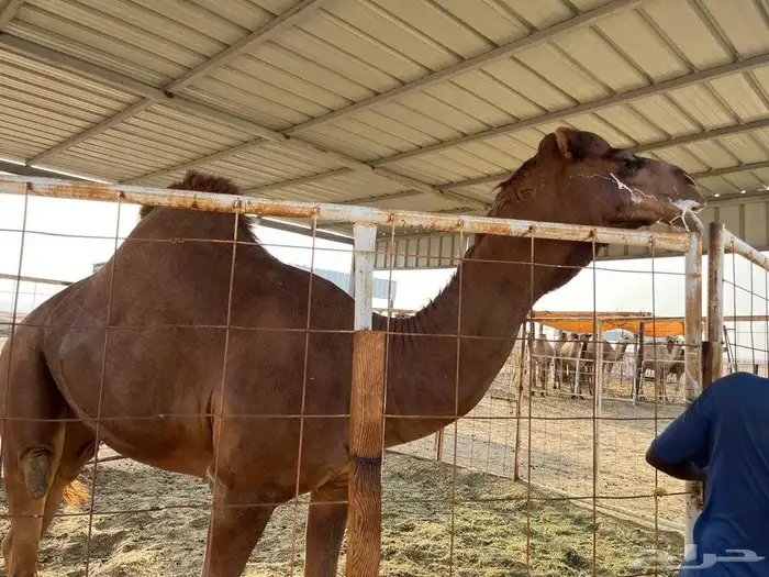 قعود ساحلي أحمر أدهم 1