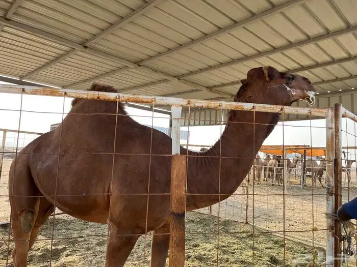 قعود ساحلي أحمر أدهم 0