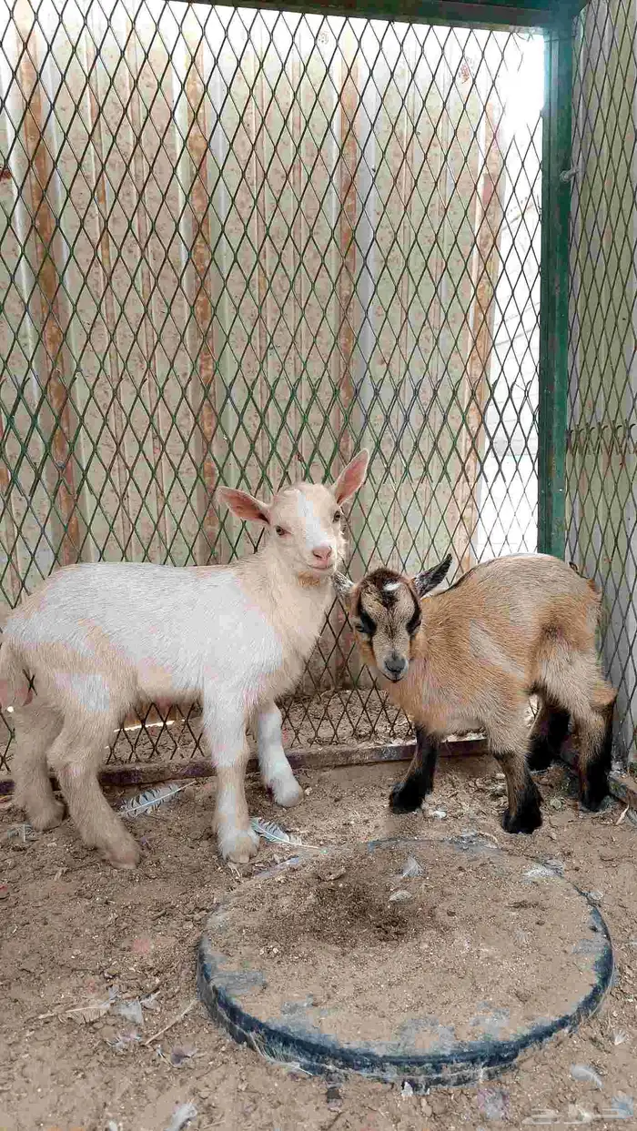 تيوس قزم للبيع 0