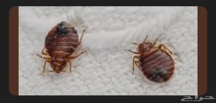 مكافحه حشرات رش الصراصير البق النمل الابيض اربيه مع الضمان 0