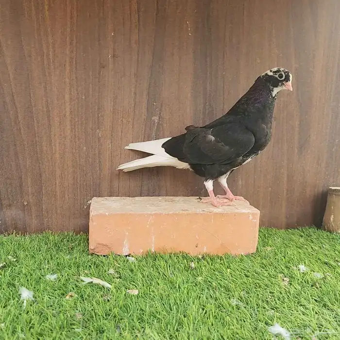 طبات قطايف ( تم البيع ) 4