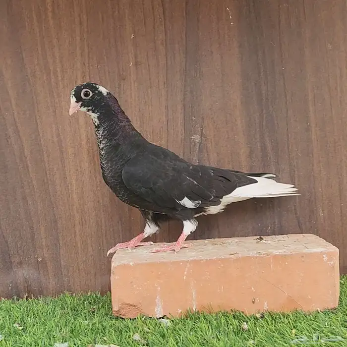 طبات قطايف ( تم البيع ) 0