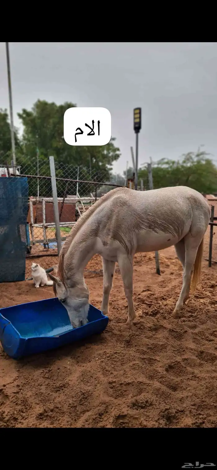 مهر عربي بدون اوراق 4