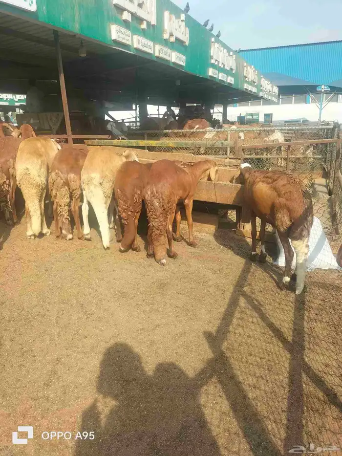 اغنام سواكن حمري حي ومذبوح 1