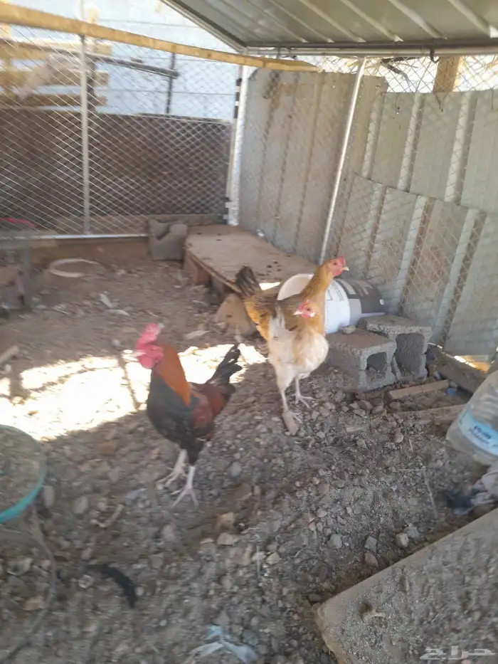 ديك وا دجاجتين بلد 5