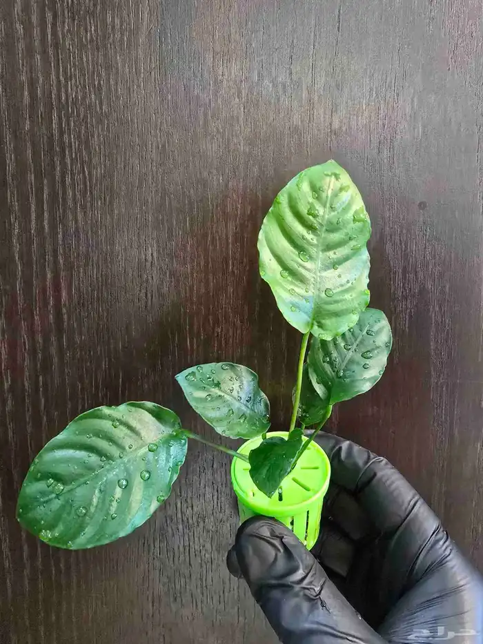 نبات أنوبياس حوض أسماك الزينة 0