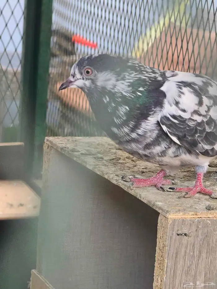 انثى شينا مستوى طيب 2