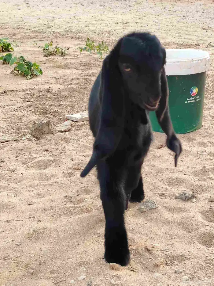 تيس عمره 20 طيب بالحيل 1