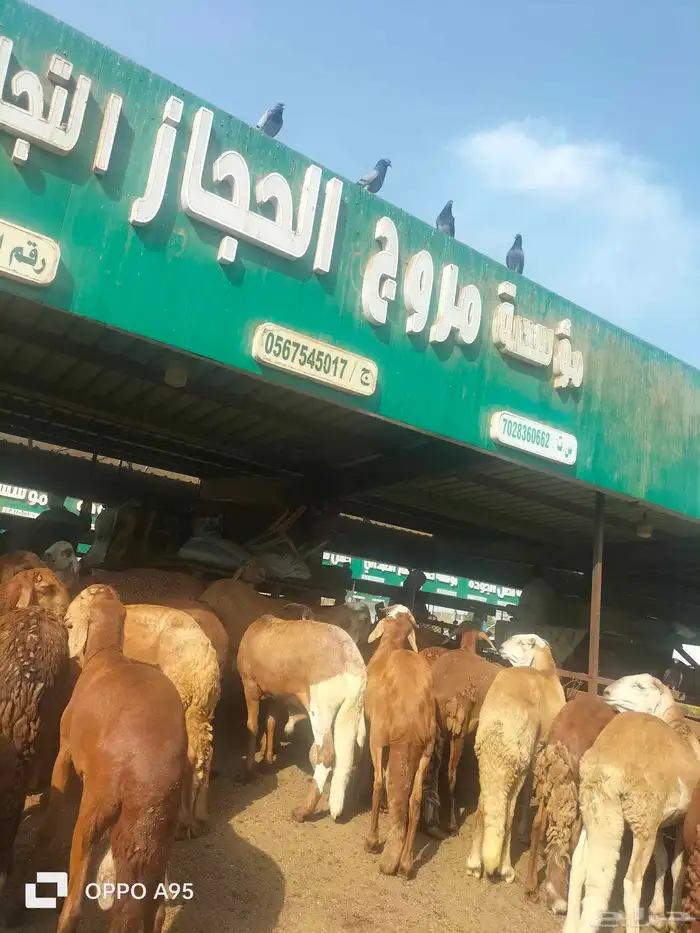 اغنام سواكن حمري حي ومذبوح 0