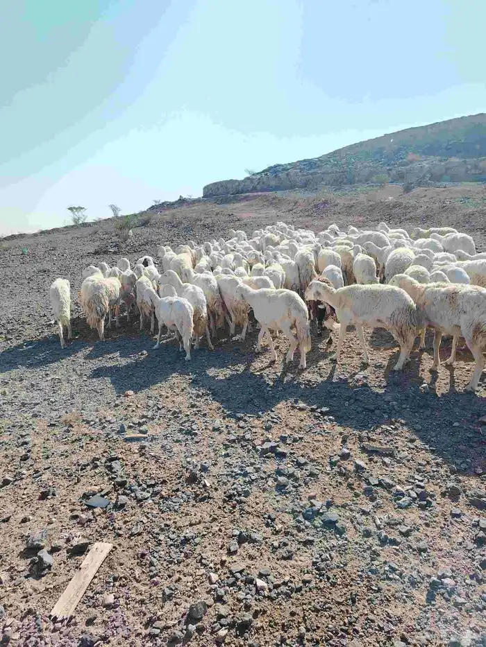 الغنم حريات طيب مرح واحد 4