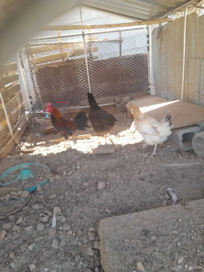 ديك وا دجاجتين بلد 1