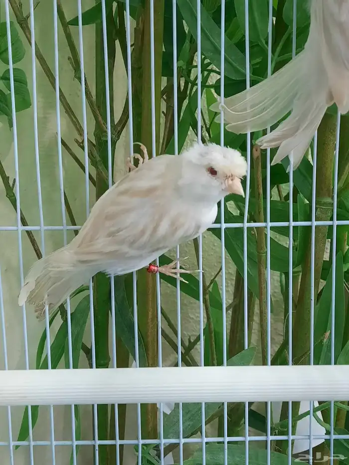 جوز ساتيني كلاسك مستوى طيب 7