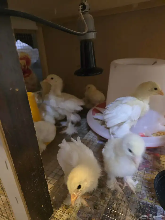 صوص براهما ابيض 2