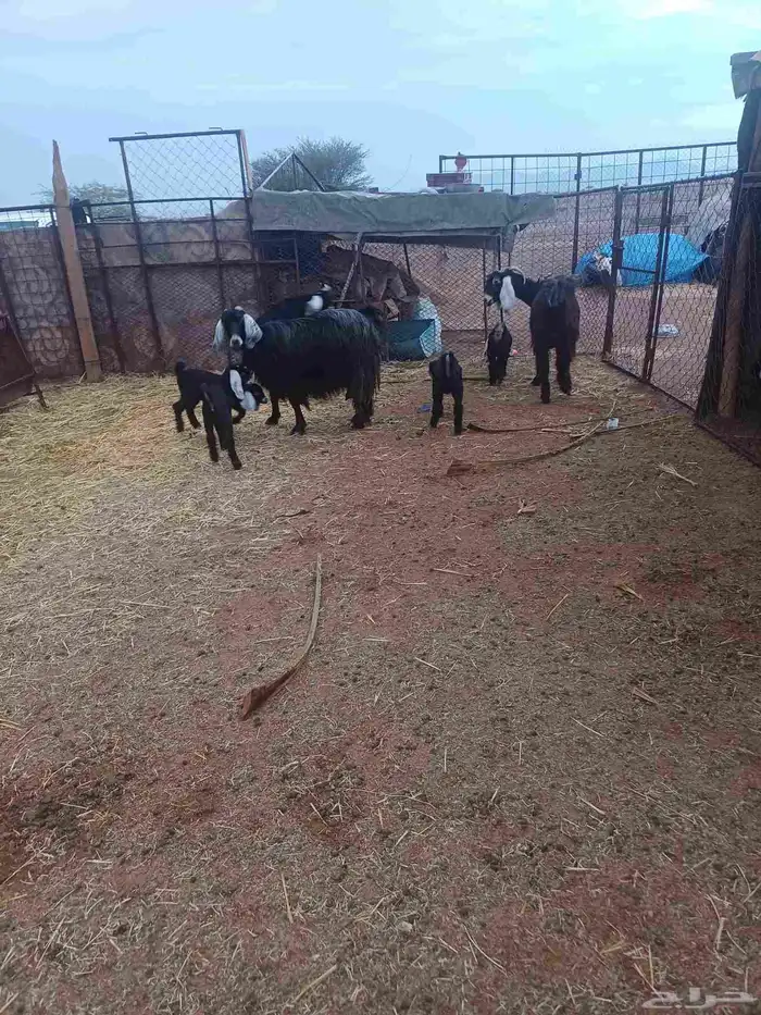 للبيع معزاء مواليد 0