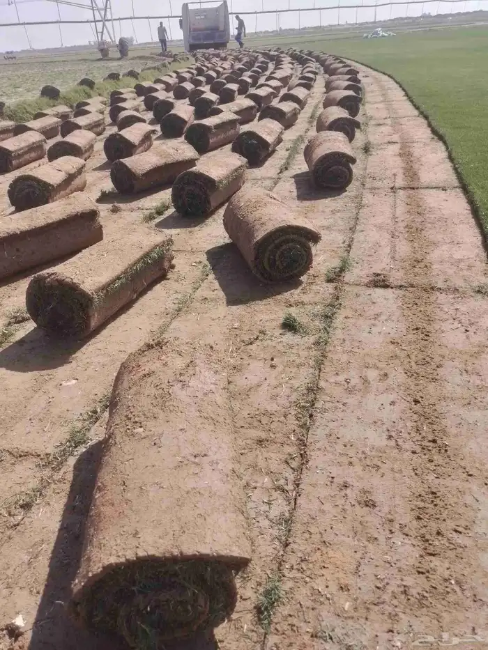 عملائناالكرم يوجدلديناجميع انواع الثيل الطبيعي الممتاز 1