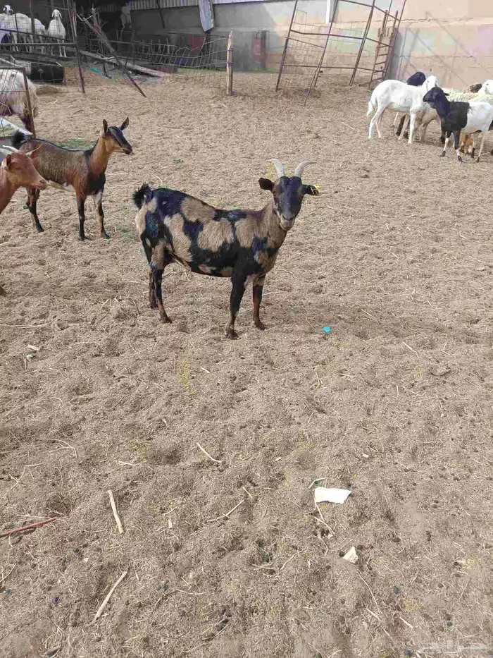 معزي واحده معه واحد والثانية معه أثنين 2