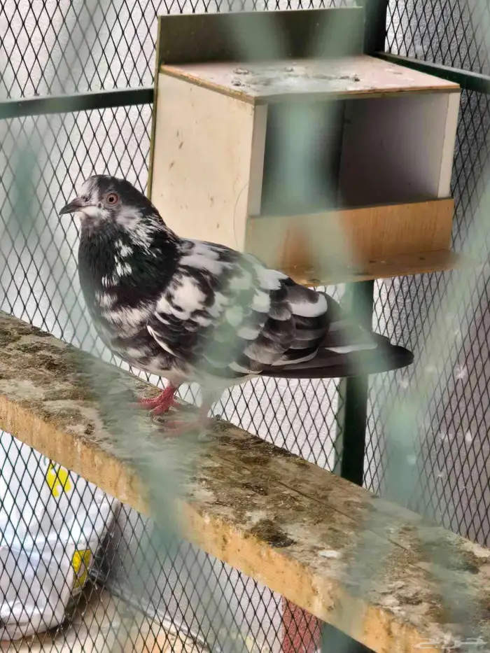 انثى شينا مستوى طيب 1