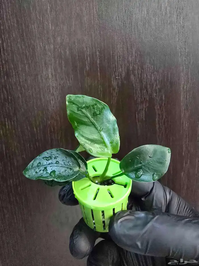 نبات أنوبياس حوض أسماك الزينة 1