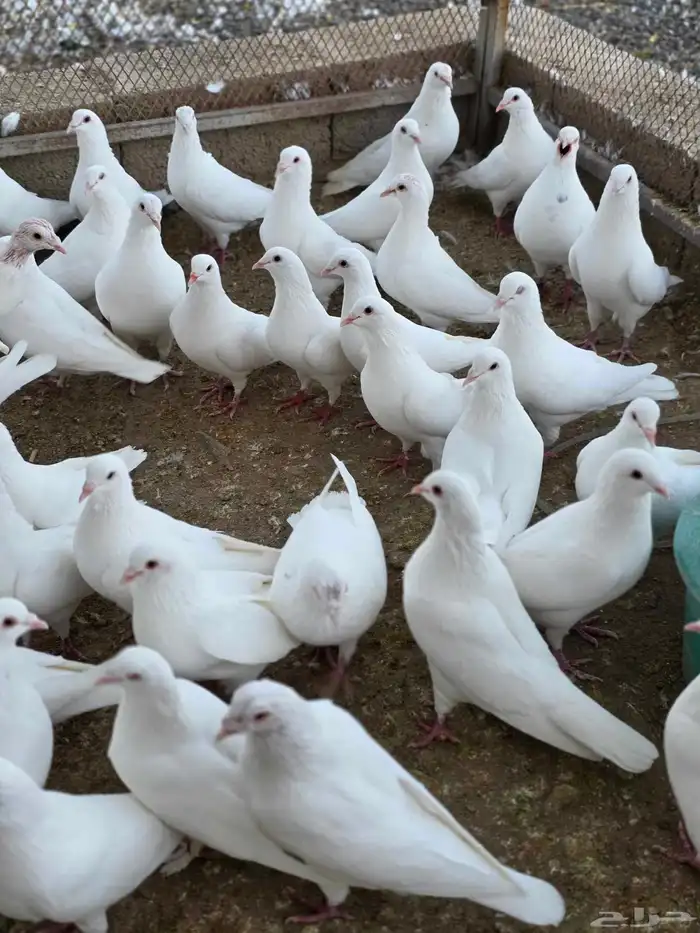 حمام فرنسي سوبر جامبو 0