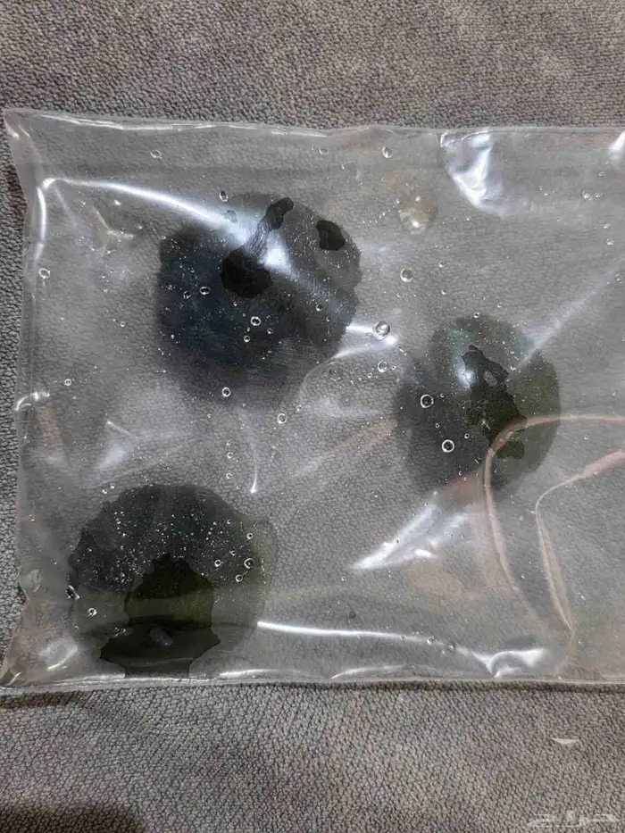 ماريمو موس بول 1