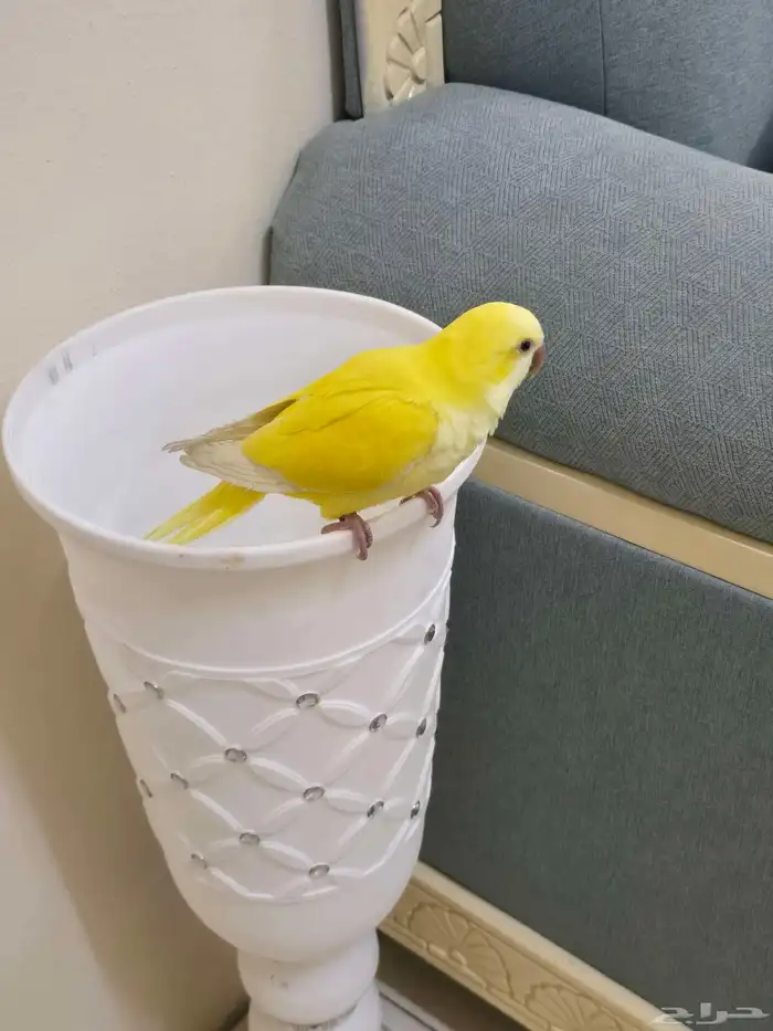 ببغاء كويكر لاتينو اليف 4