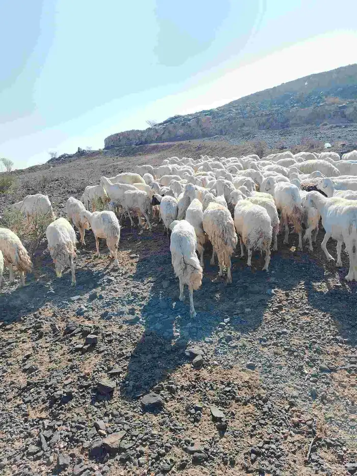 الغنم حريات طيب مرح واحد 0