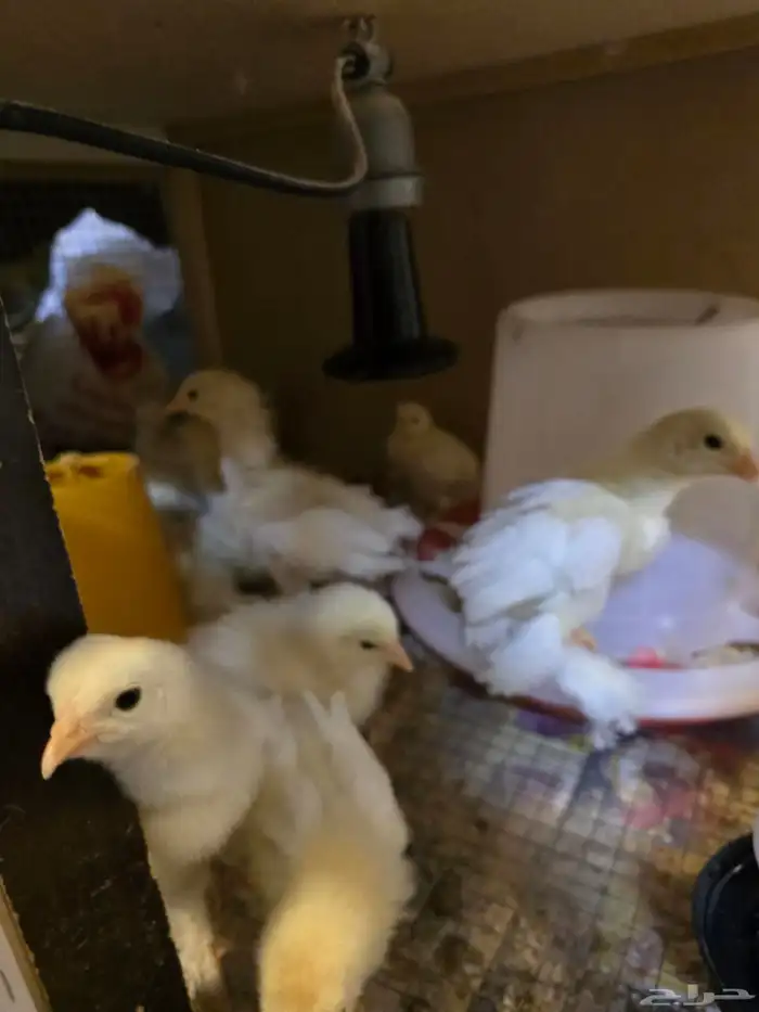 صوص براهما ابيض 1