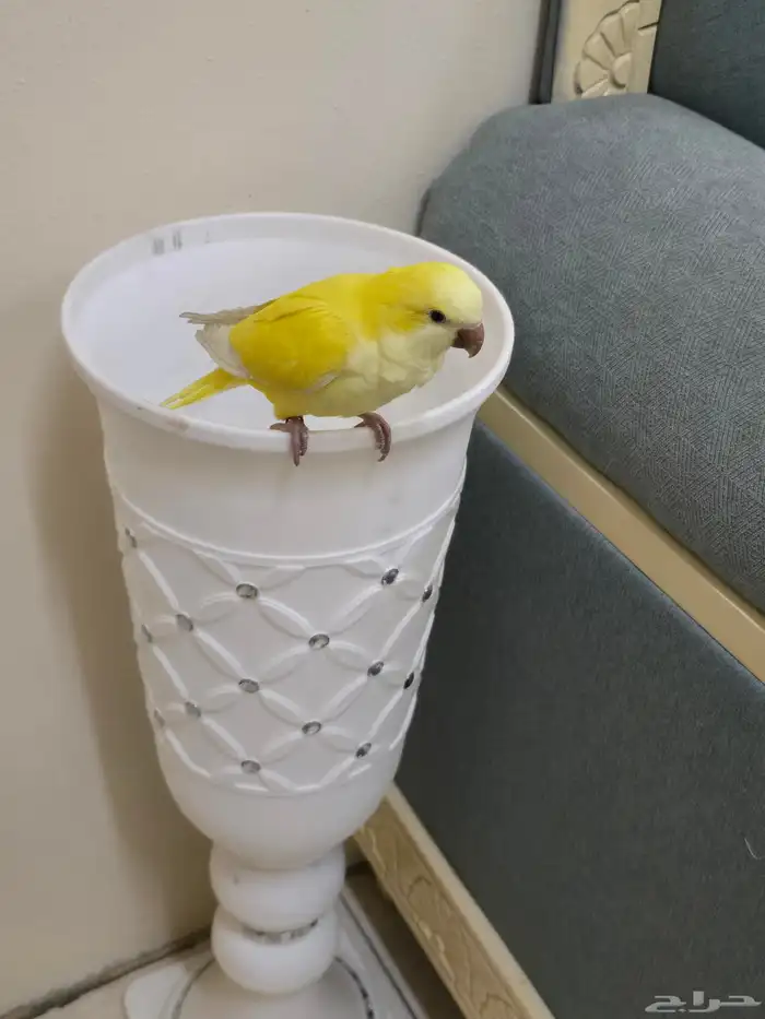 ببغاء كويكر لاتينو اليف 5