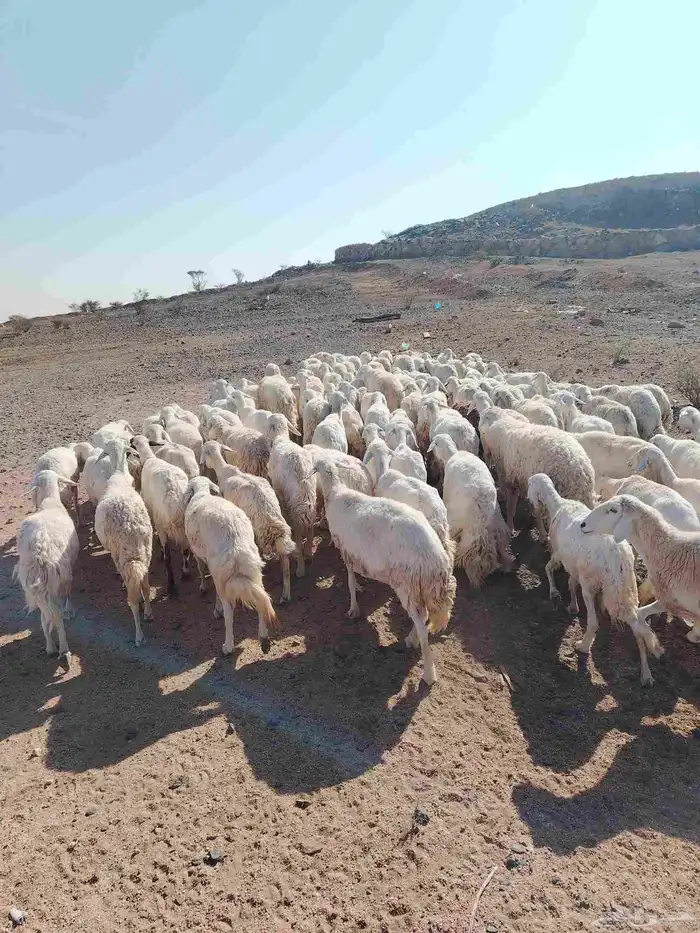 الغنم حريات طيب مرح واحد 3