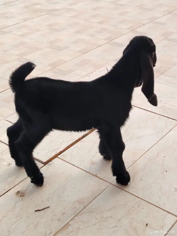 تيس عمره 20 طيب بالحيل 0