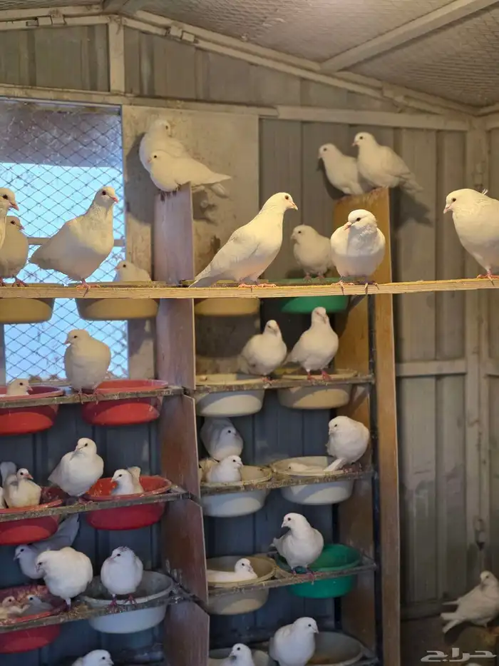 حمام فرنسي سوبر جامبو 7