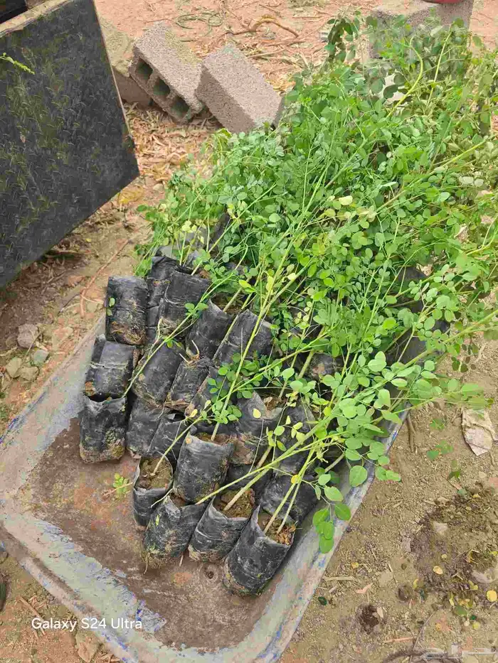 شتلات مورينجا البدع 0