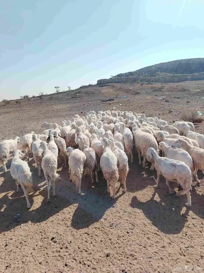 الغنم حريات طيب مرح واحد 6