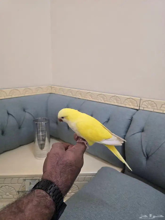 ببغاء كويكر لاتينو اليف 1