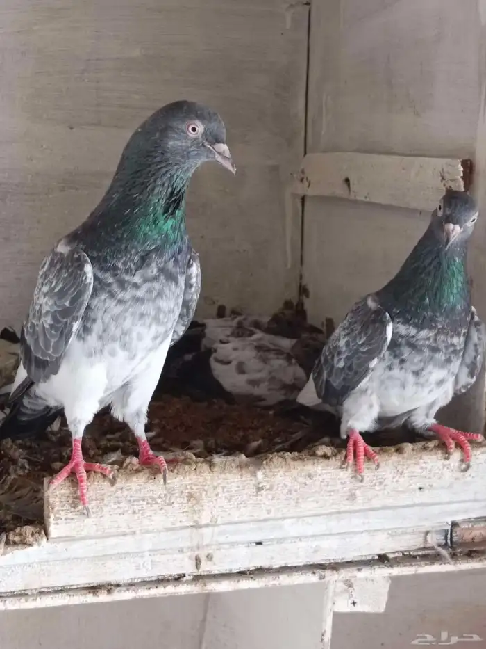 حمام الباكستاني 0