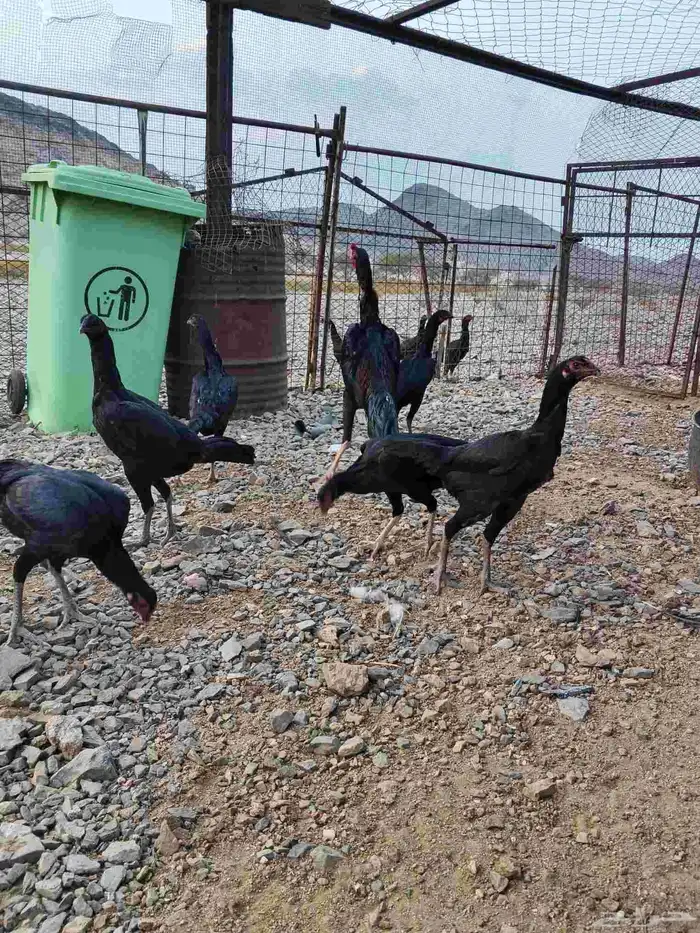 دجاج شامو علي سندي 6