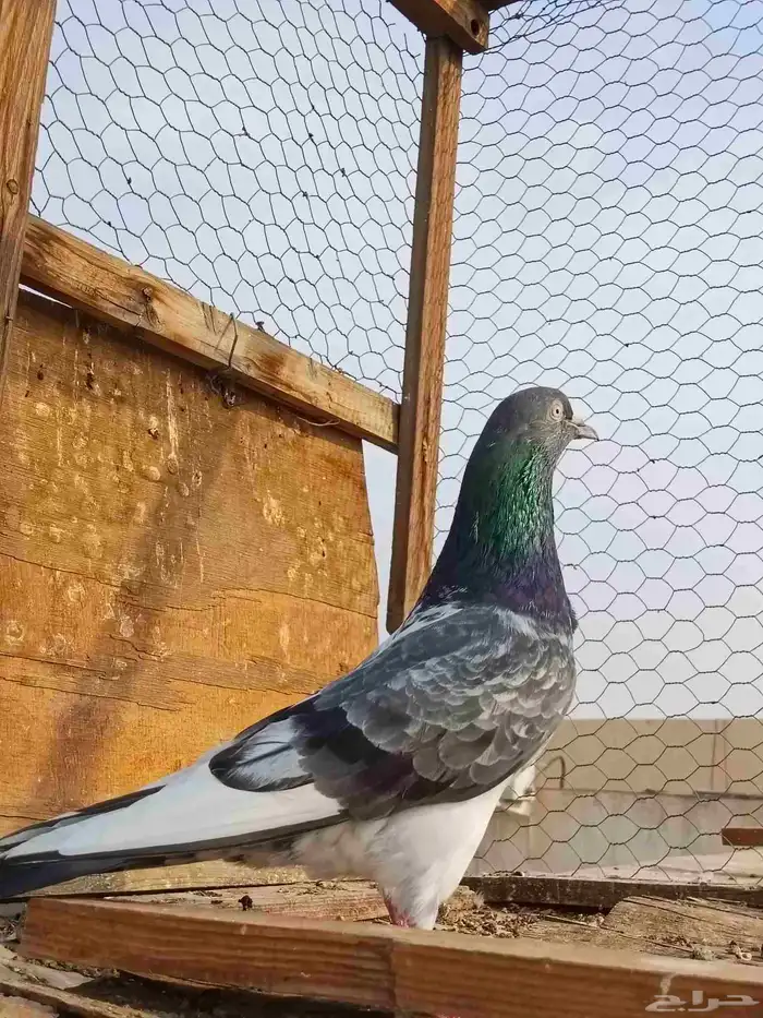 حمام الباكستاني 2