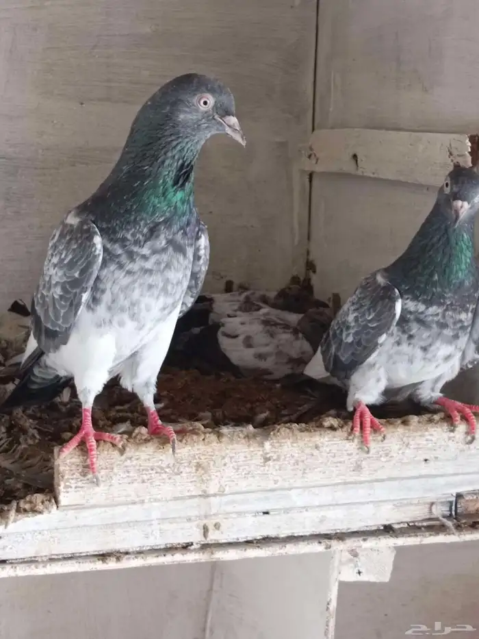 حمام الباكستاني 1