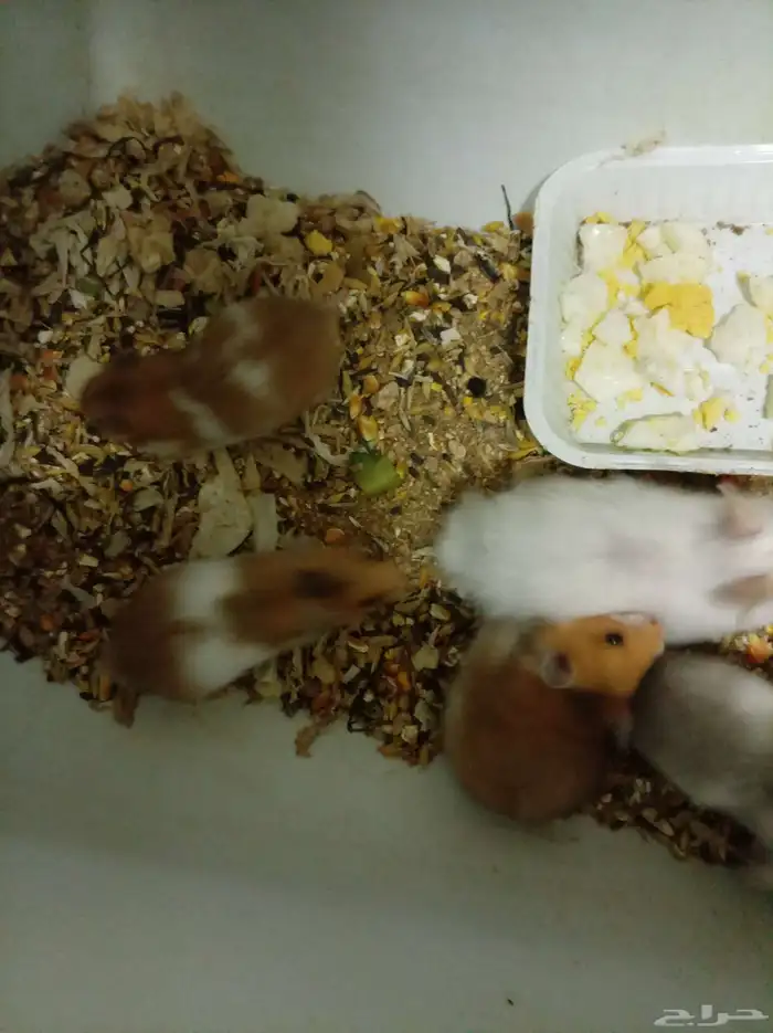 انثي مع سته عيالها وفحل 3