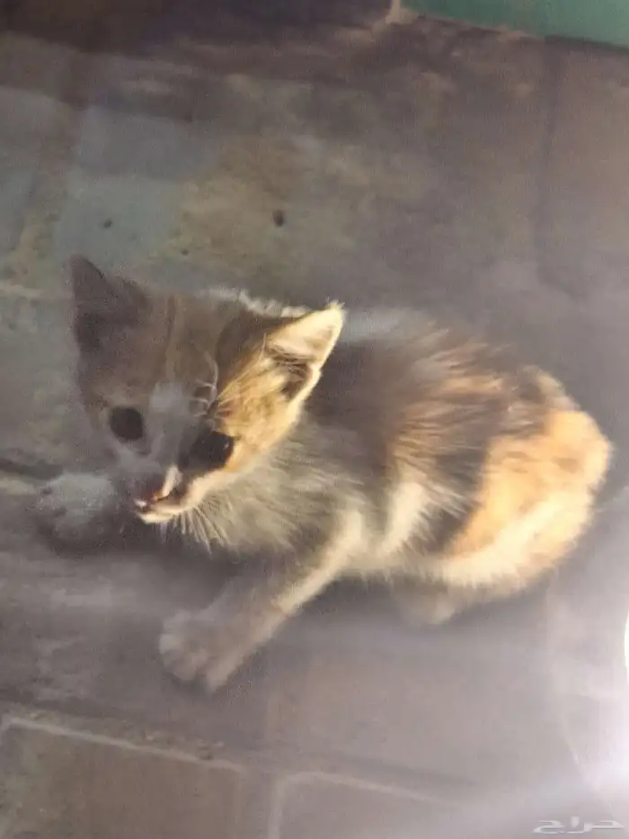 قط شارع لكن صغير للاسف ما اقدر اخذه فعرضته لعل احد ياخذه 0