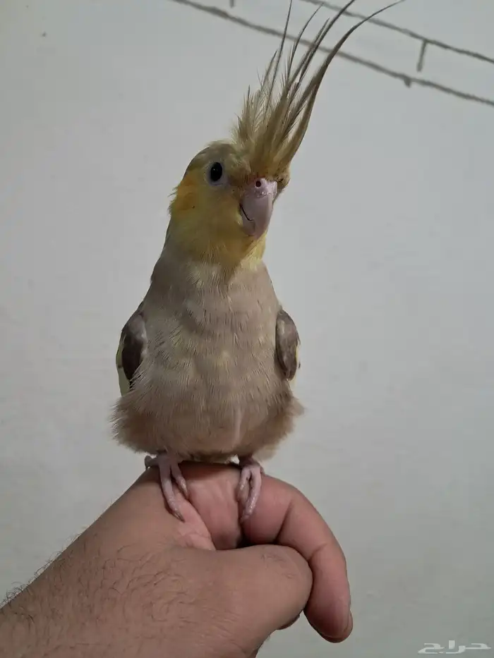 كروان أليف 0