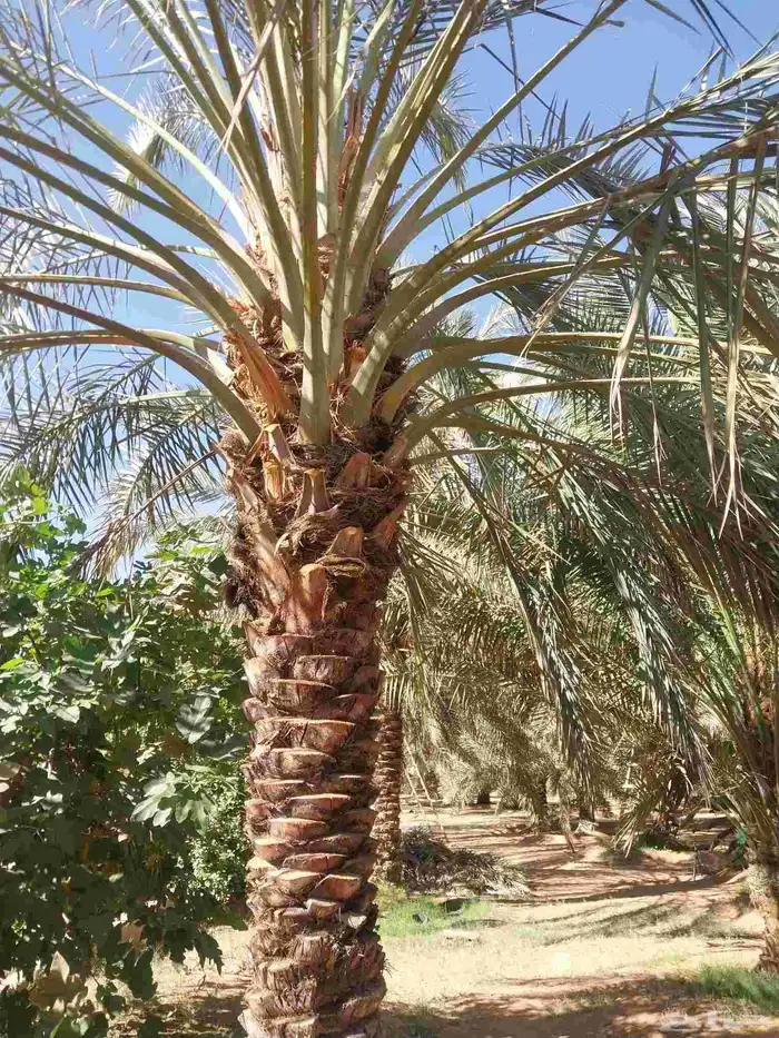 يوجد لدينا نخل طيب حوالي 6حبات نوت نخل طيب 2