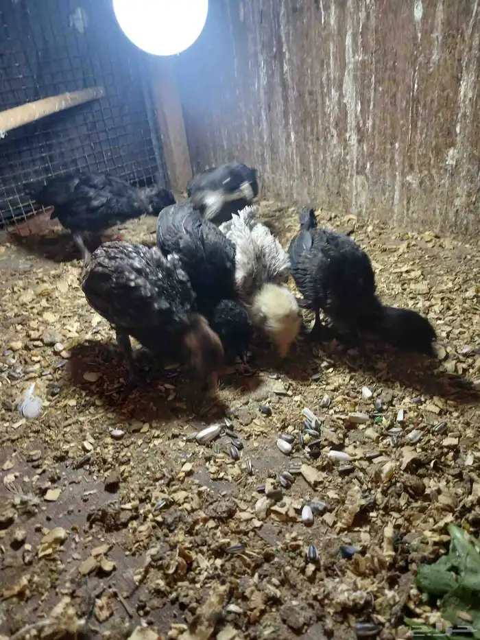 فروخ دجاج حساوي 1