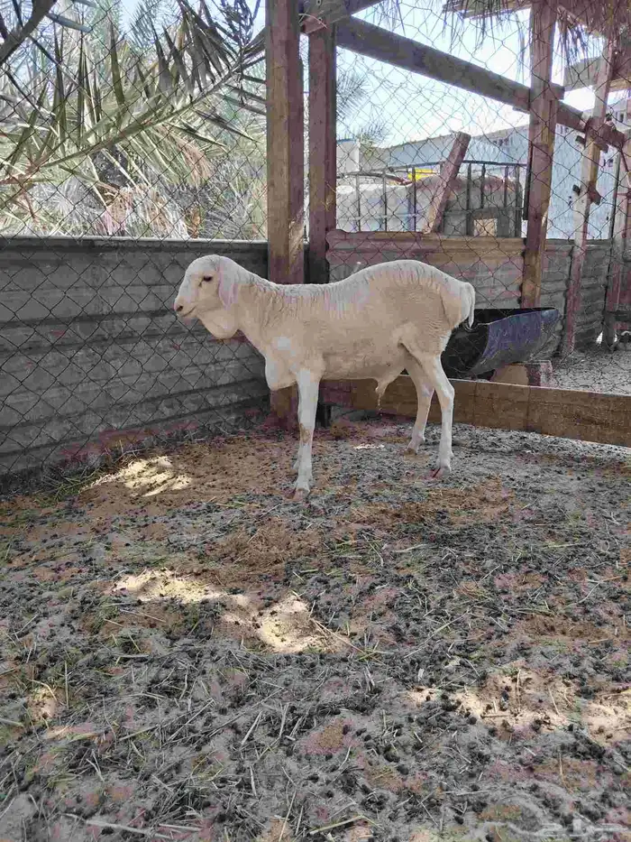 خروف أبرص_الطرف. 0