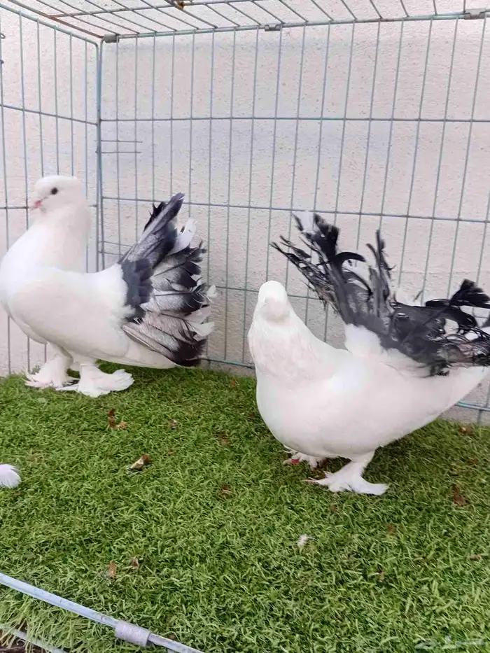 زوج رقاص هندي مذيل فراشه 7