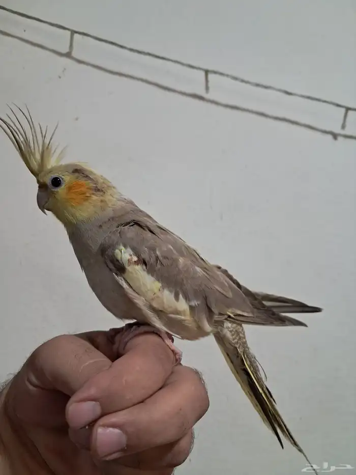 كروان أليف 1