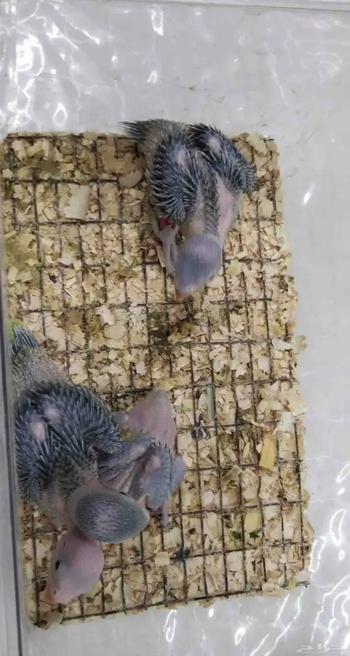 للبيع فروخ دره هندي انتاج محلي 3