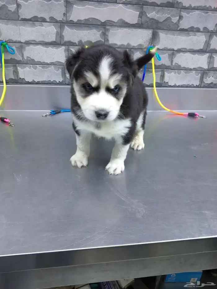 كلب للبيع هاسكي 1