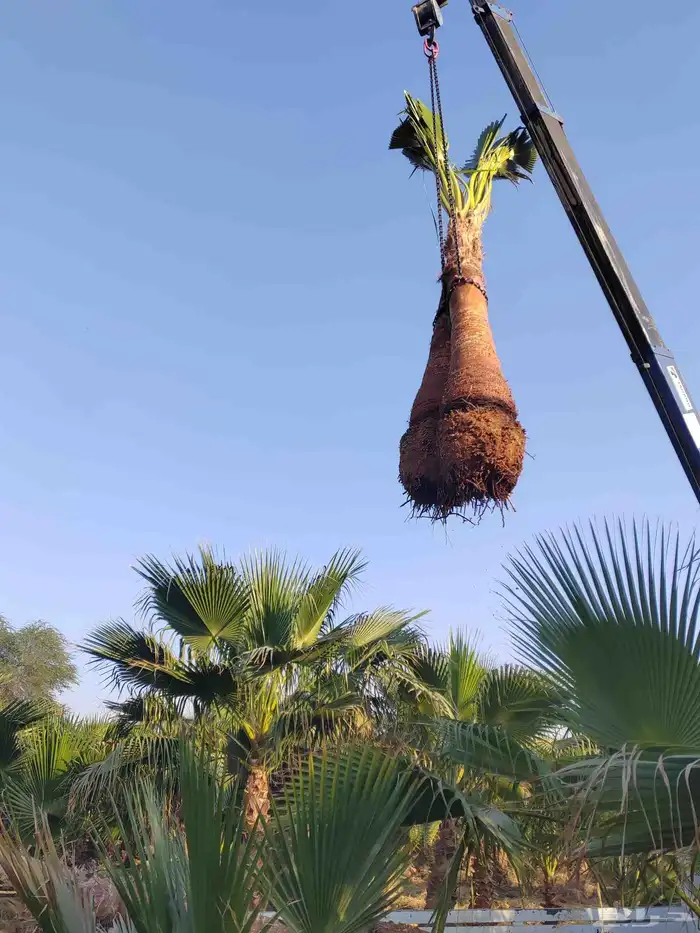 نخل واشنطني زينه للبيع 9